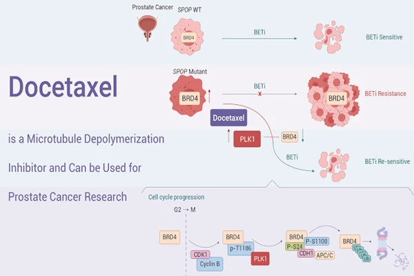 How Docetaxel Powder Works How Docetaxel Powder Works